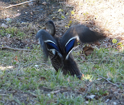 [Mallard standing in the grass with its back to the camera is stretching its wings and the line of white, blue, and white are clearly visible.]